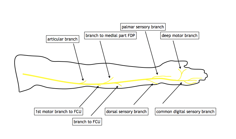 Figure 2: Branches of the ulnar nerve