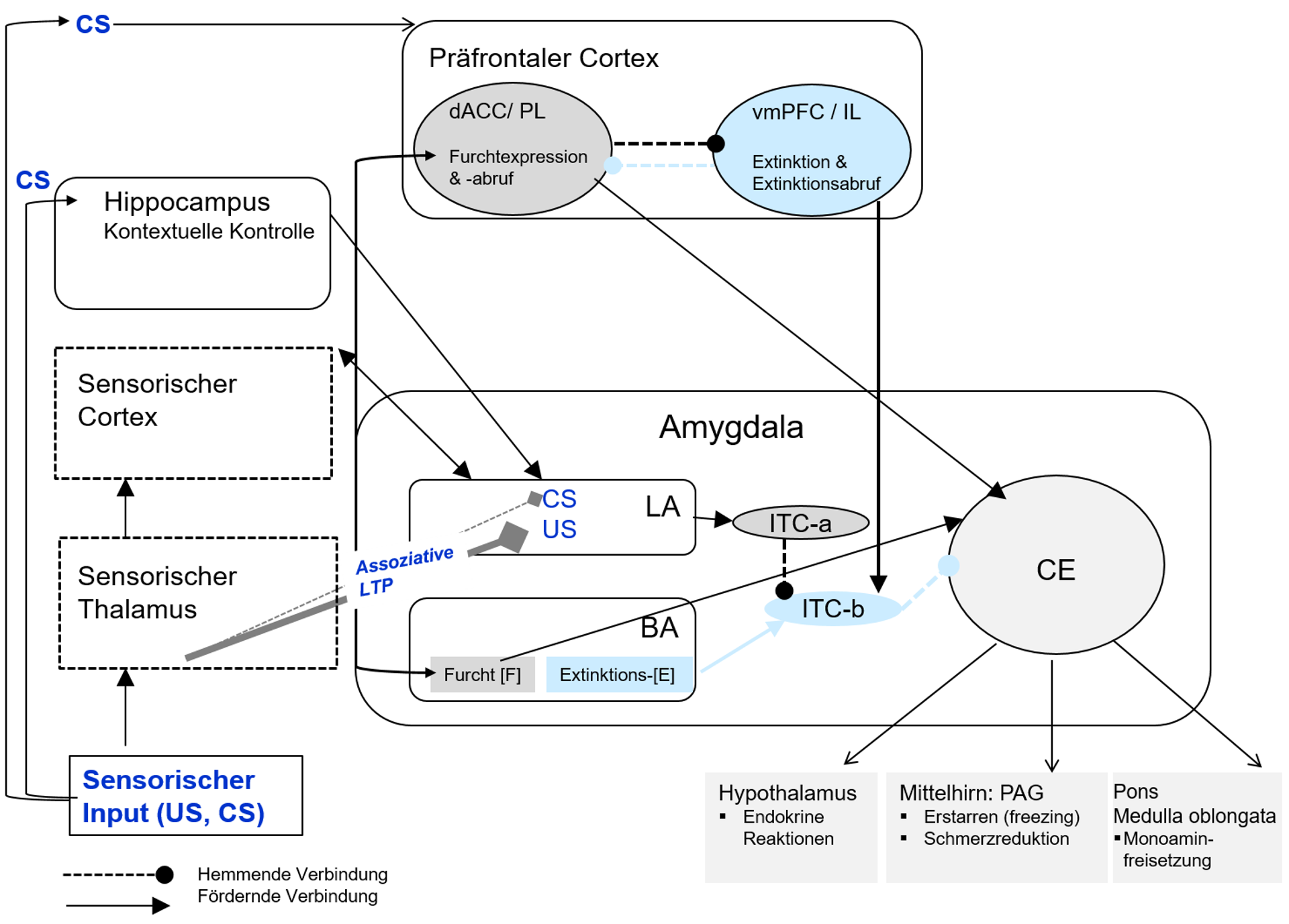 Abbildung 3: Das Furchtnetzwerk (Amygdala, Hippocampus, Teile des präfrontalen Cortex) bei aversiver Furchtkonditionierung mit den Phasen Akquisition und Extinktion