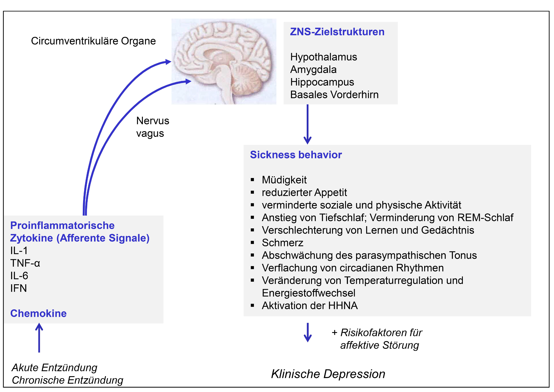 Abbildung 5: Proinflammatorische Zytokine als afferente Signale für das ZNS, involvierte Strukturen, Symptome des „Sickness behavior“ und Bedeutung für die Manifestation einer klinischen Depression bei vulnerablen Individuen