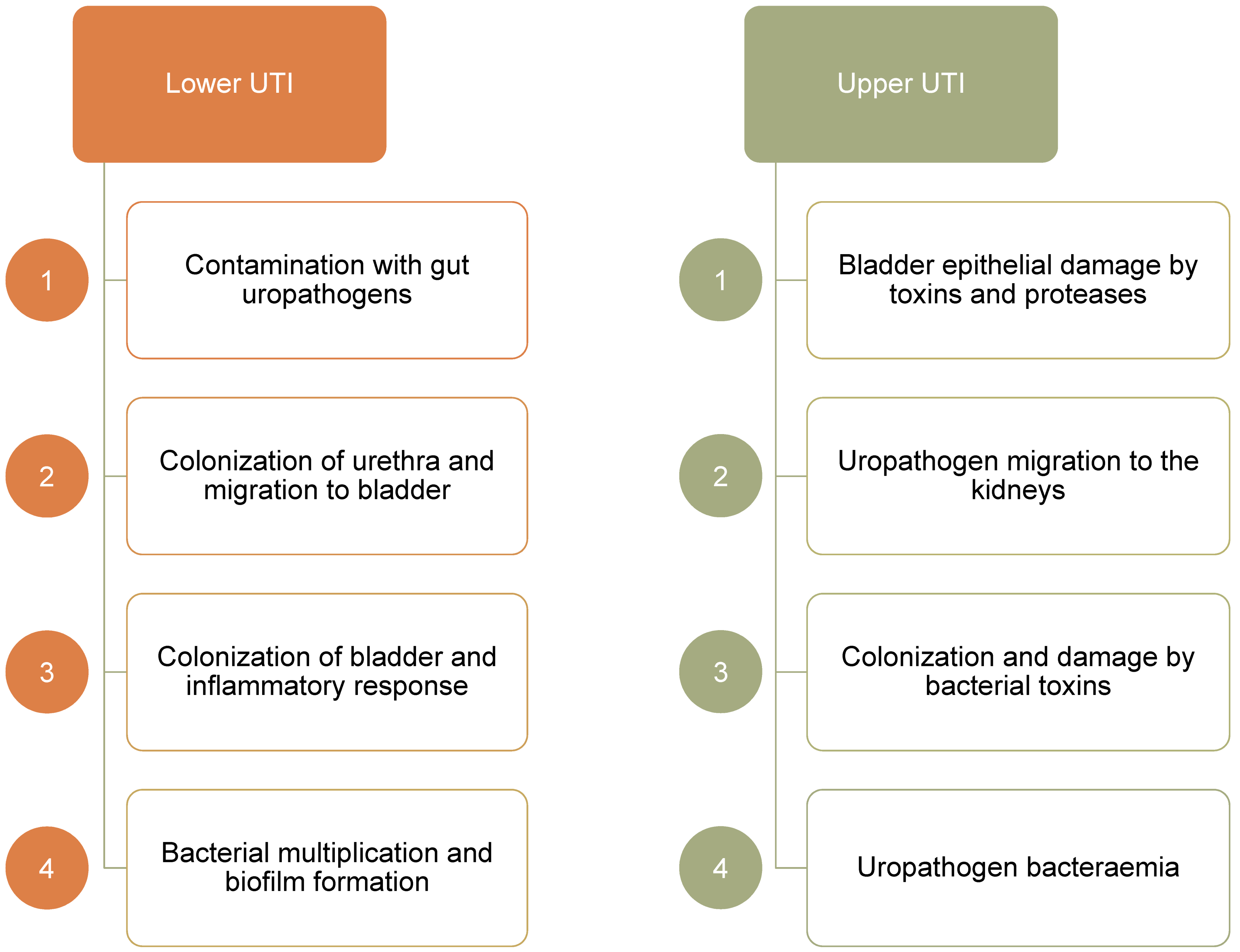 Figure 1: Urinary tract is a continuous road that can be colonized and damaged by uropathogens and uncontrolled inflammatory response