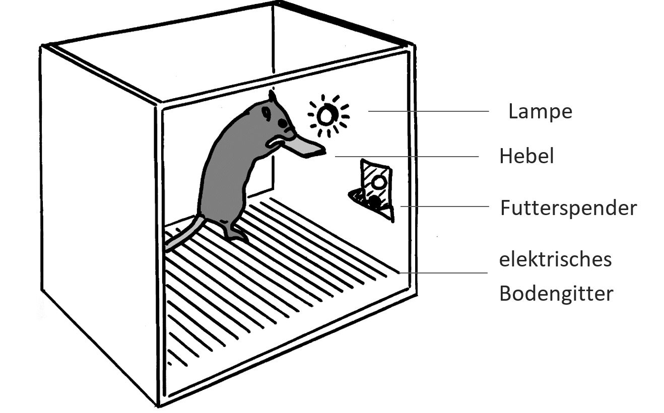 Abbildung 2: Skinner-Box mit Futter- und Wasserspender, elektrischem Bodengitter und Lampe als diskriminativem Hinweisreiz (eigene Darstellung)