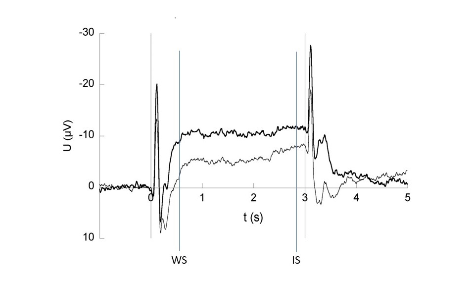 Abbildung 1: Contingent negative variation (CNV) als langsame kortikale Gleichspannungsveränderung bezogen auf einen Warnreiz (WS) und einen imperativen Reiz (IS). 
