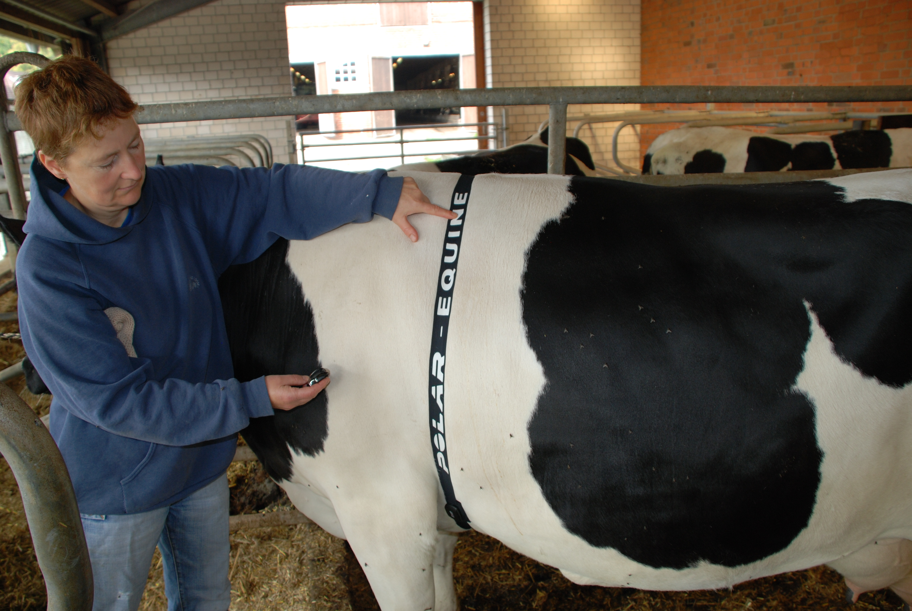 The polar electrode belt fixed on the animal with a staff member recording the HR data using the transmitter.