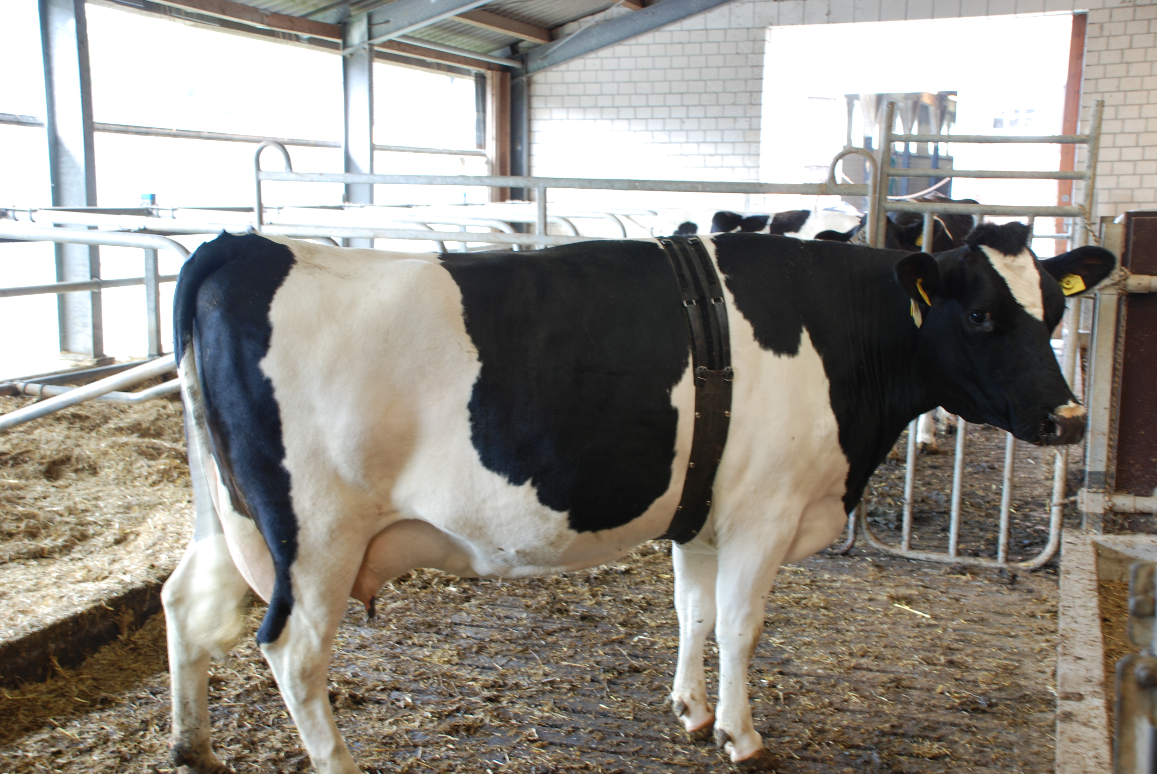 The covering belt which protects the electrode belt from getting damaged or moved by other animals in the barn.