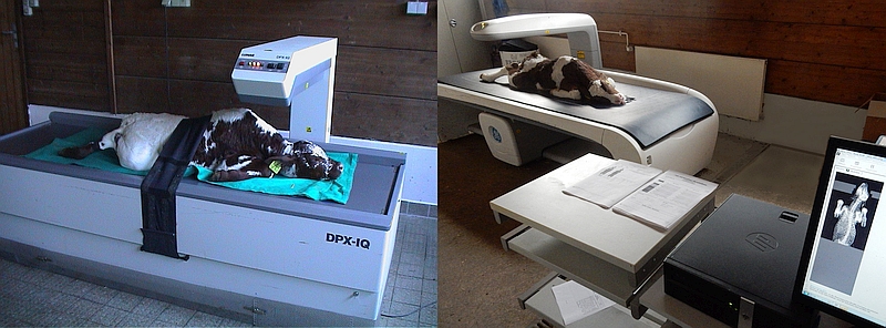 Figure 4: Calf positioned on a pencil beam DXA sanner (left)) and a “narrow” fan scanner (right) 