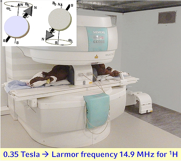 Figure 7: Calf positioned in a Siemens Magnetom C! equipped with a body coil X-large. 