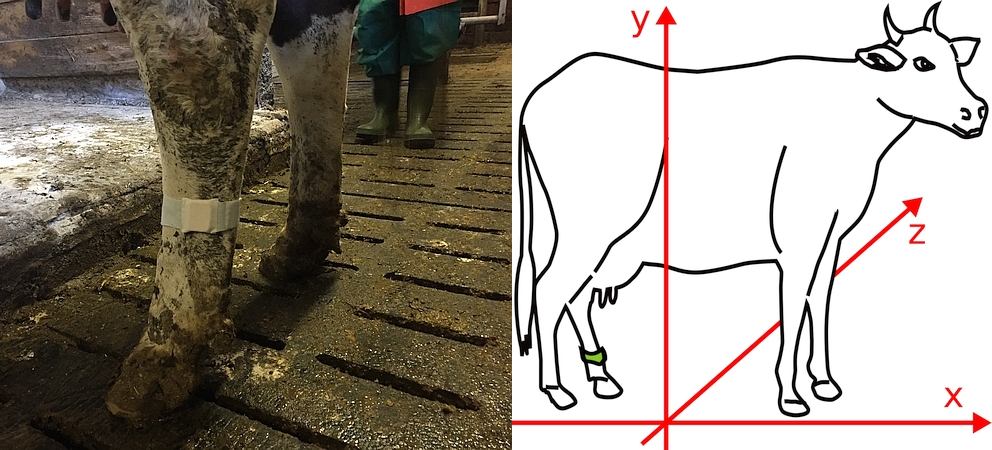 Figure 1: Sensor device attached to a left hind leg and recommended axis-orientation of the wearable device.