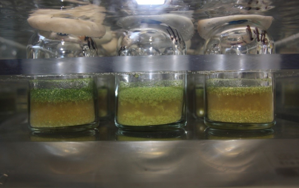 Figure 1: Batch fermenters containing forage substrate and buffered rumen fluid (photo by V. Niderkorn)