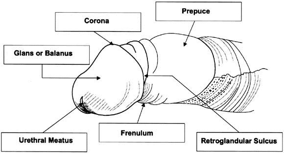 Retrospective analyses on preputioplasties in boys with